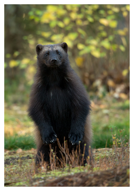 Wolverine standing