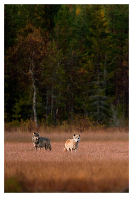 Wolves Alpha female and male