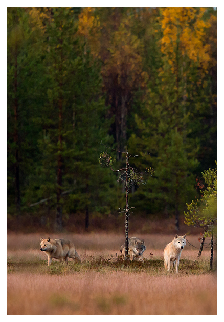 Wolves at dusk