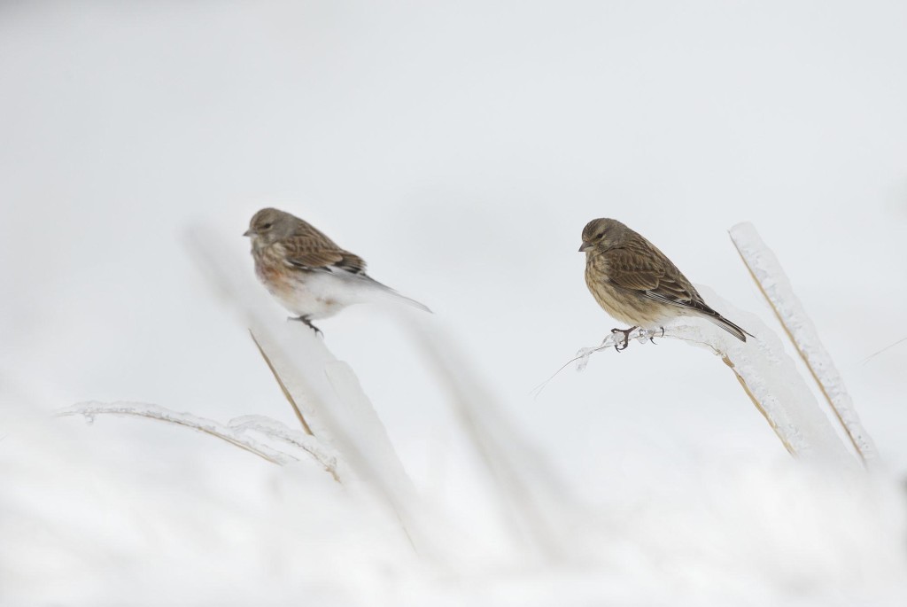 Linnet, Carduelis cannabina, in snow, ice grasses, Bulgaria