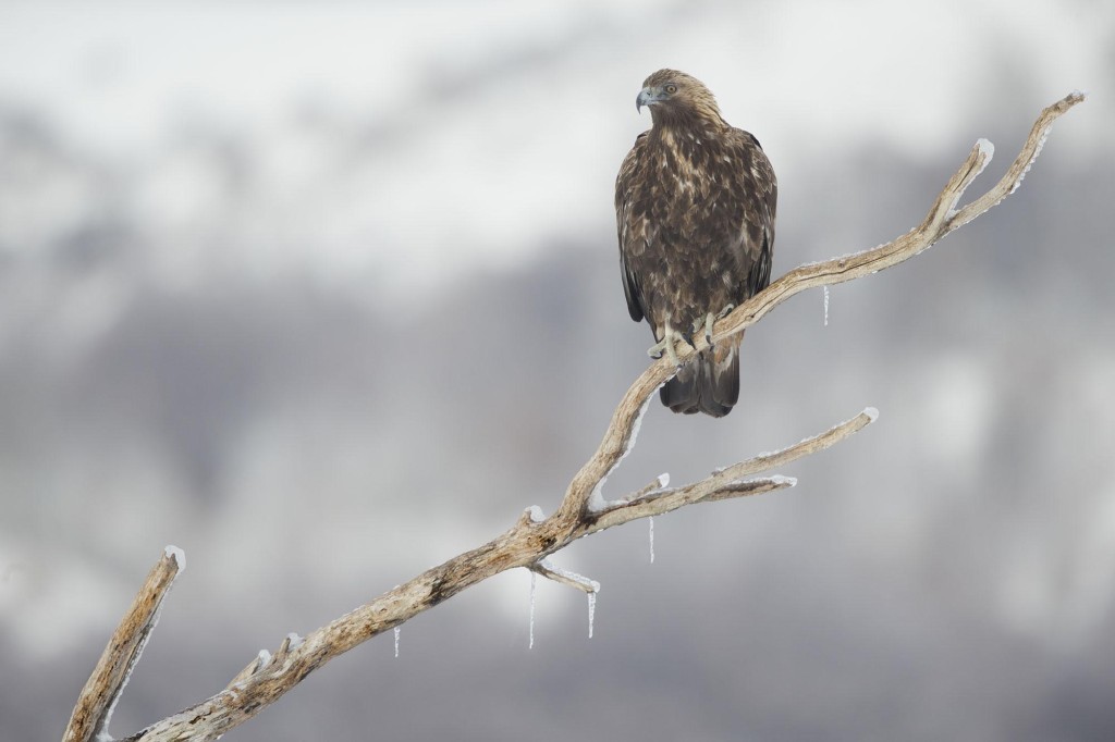 Golden Eagle, Aquila chrysaetos, adult male on icy branch, Bulgaria