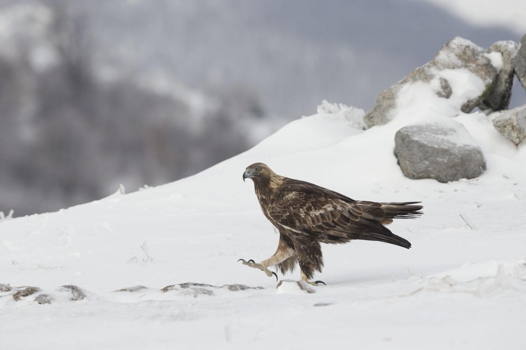 Golden Eagle, Aquila chrysaetos, adult male walking in snow, Bulgaria