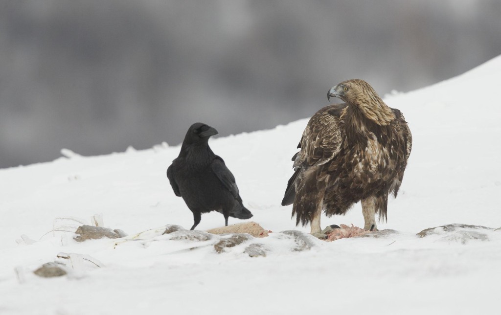 Golden Eagle, Aquila chrysaetos, adult male with raven in snow, Bulgaria