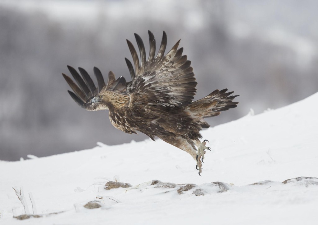 Golden Eagle, Aquila chrysaetos, adult male taking off, Bulgaria