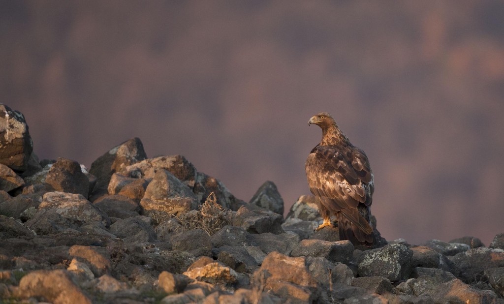 Golden Eagle, Aquila chrysaetos, adult, flight, Bulgaria