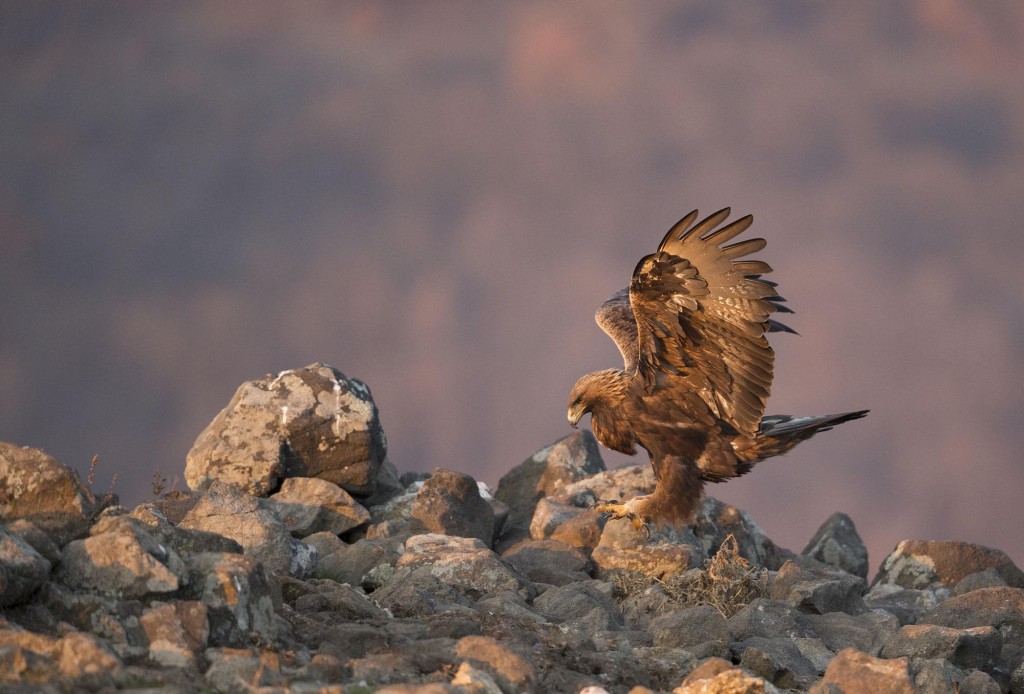 Golden Eagle, Aquila chrysaetos, adult, flight, Bulgaria