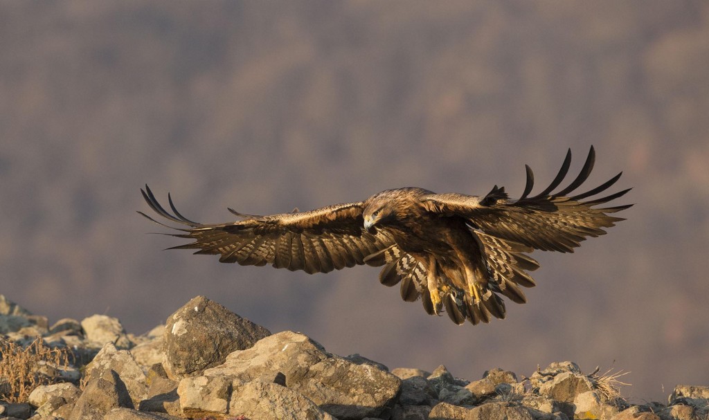 Golden Eagle, Aquila chrysaetos, adult, flight, Bulgaria