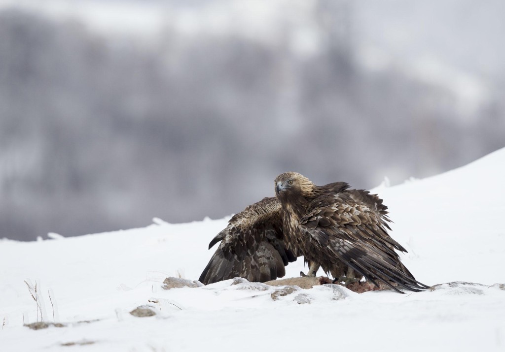 Golden Eagle, Aquila chrysaetos, adult male in snow mantling prey, Bulgaria