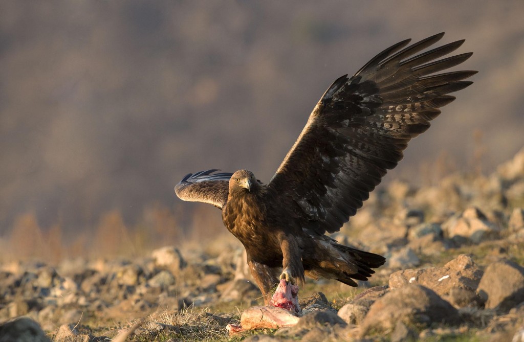 Golden Eagle, Aquila chrysaetos, adult, rocky landscape, Bulgaria