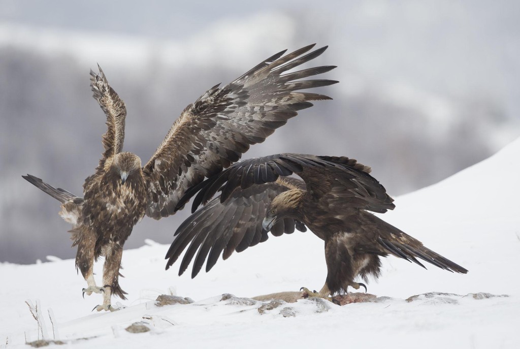 Golden Eagle, Aquila chrysaetos, adult male and female, pair, in snow, Bulgaria