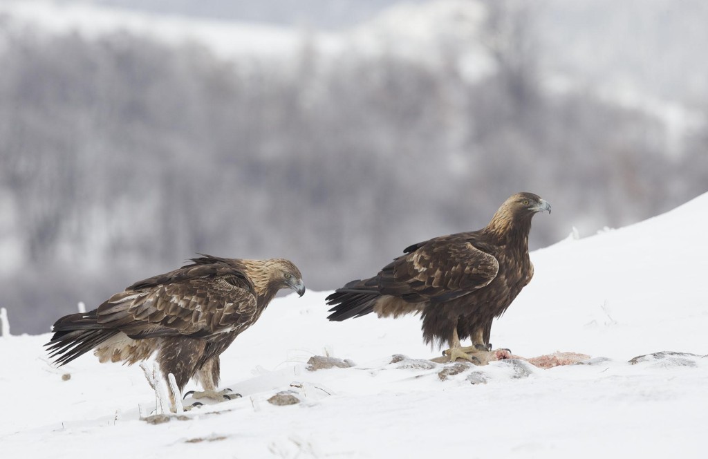 Golden Eagle, Aquila chrysaetos, adult male and female, pair, in snow, Bulgaria