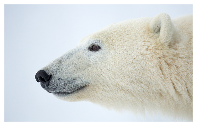 Male Polar Bear close-up 1