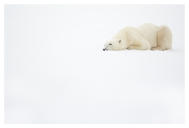 Male Polar Bear resting 3