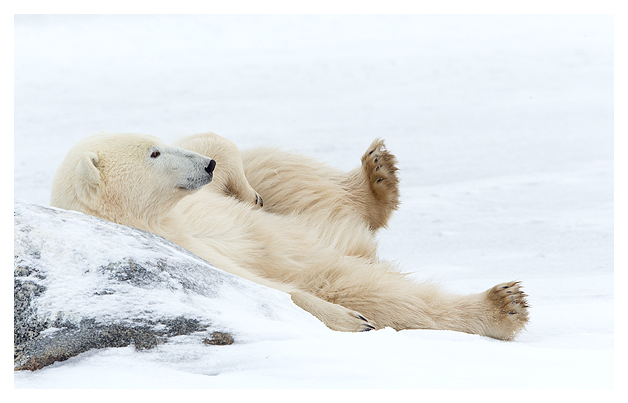 Male Polar Bear resting 4