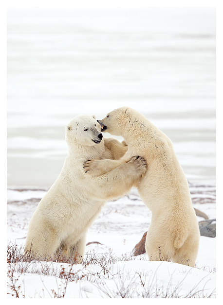 Male Polar Bear sparring 1 blog