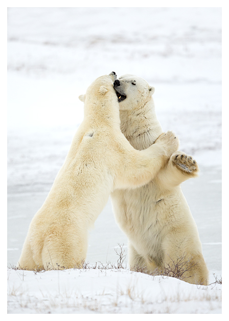Male Polar Bear sparring blog