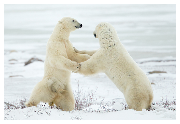 Male Polar Bears sparring 2