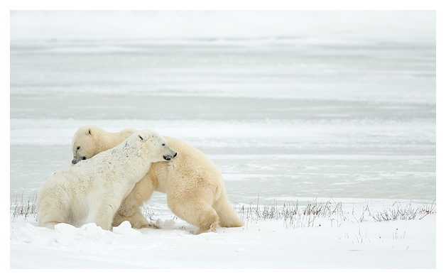 Male Polar Bears sparring 3