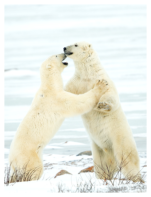 Male Polar Bears sparring 4