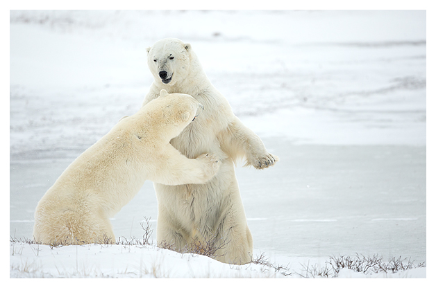Male Polar Bears sparring 6
