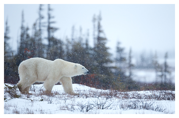 Polar Bear 1