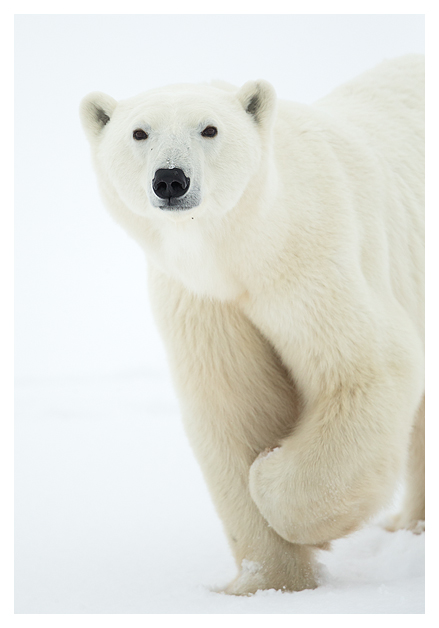 Polar Bear 2