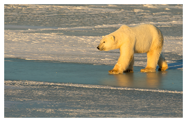 Polar Bear in late afternoon light 2