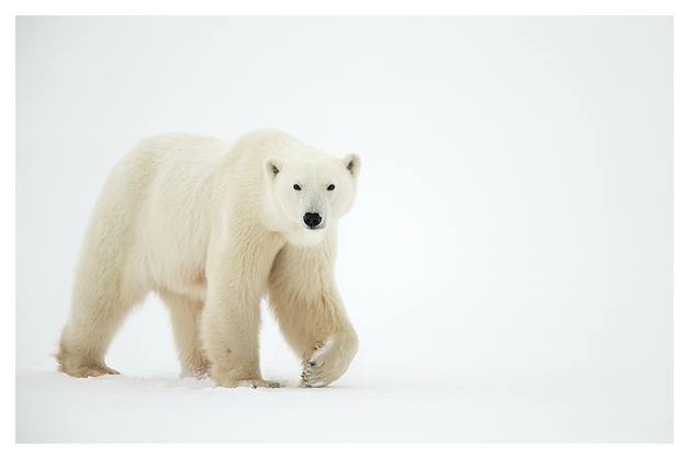 Polar Bear walking 4