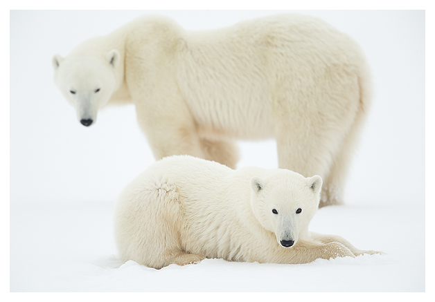 Polar Bears 2