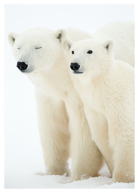 Polar Bears 3