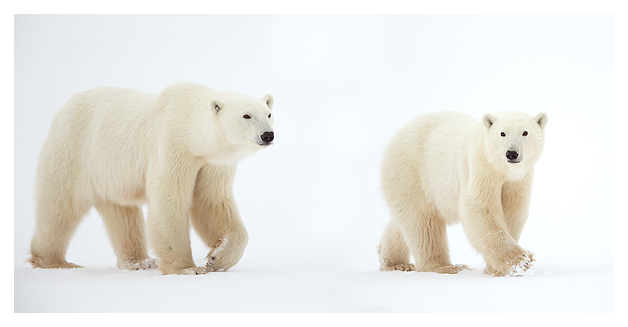 Polar Bears 5