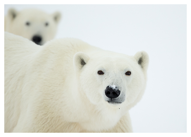 Polar Bears