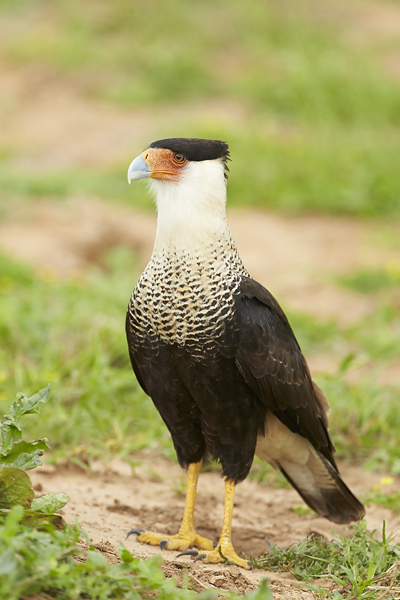 Blog 15