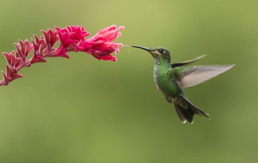 Costa Rica