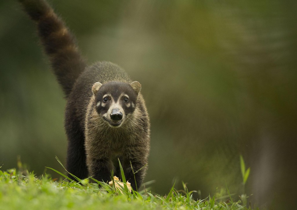 White-nosed coati (Nasua narica)