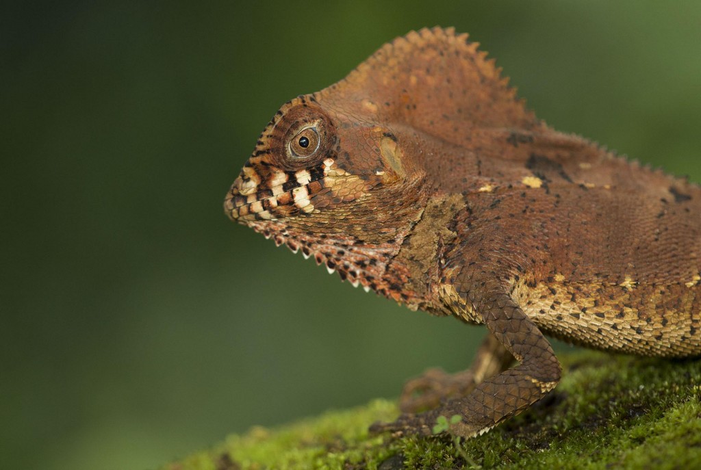 helmeted iguana (Corytophanes cristatus), Costa Rica
