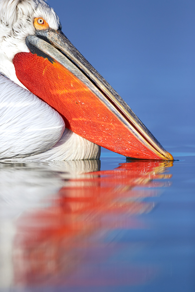 Pelican-blog-1