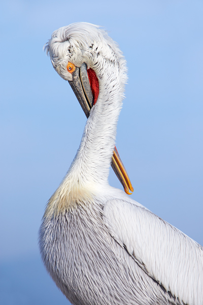 Pelican-blog-10