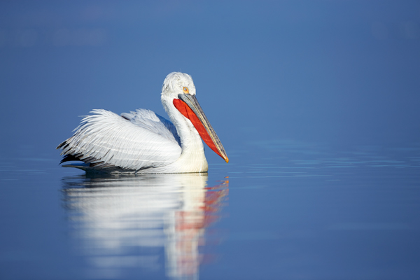 Pelican-blog-13