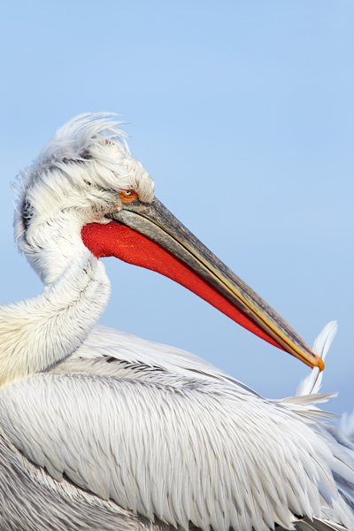 Pelican-blog-14