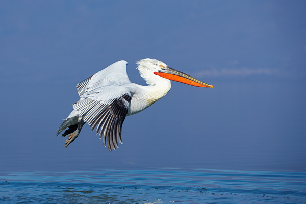 Pelican-blog-15