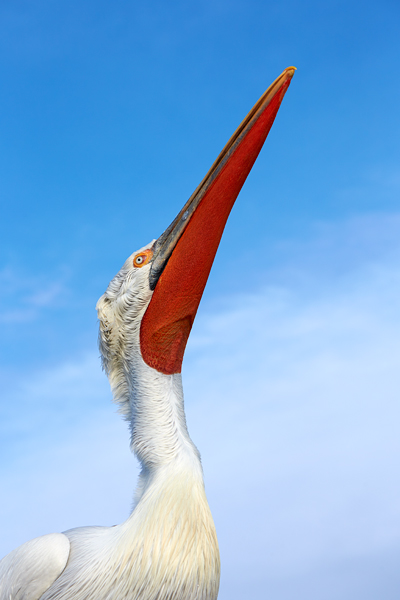 Pelican-blog-16