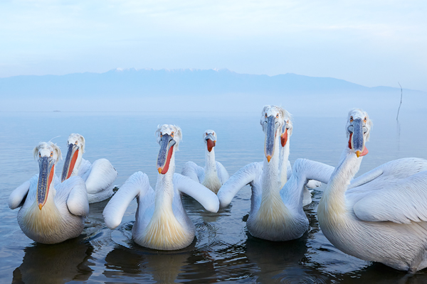 Pelican-blog-18