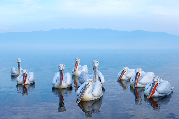 Pelican blog -19