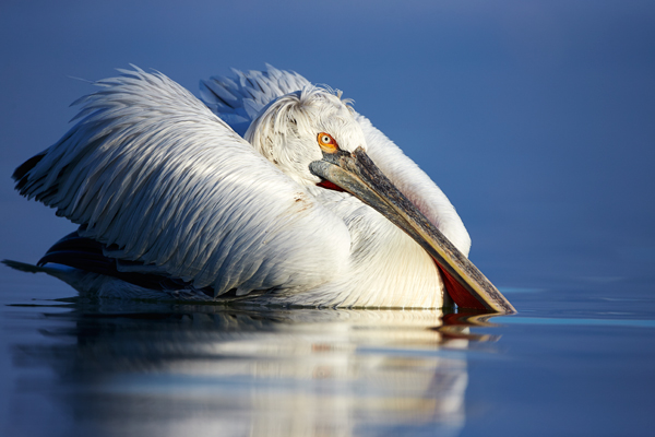 Pelican-blog-2