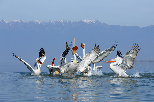 Pelican-blog-20