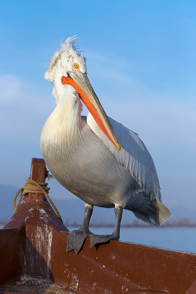 Pelican-blog-21