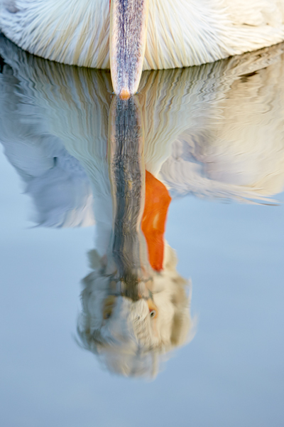 Pelican-blog-22