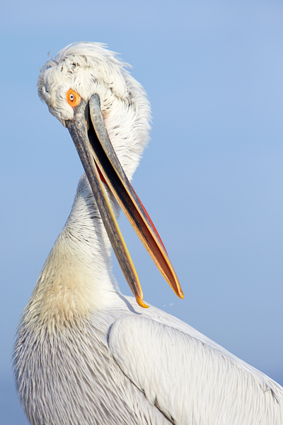 Pelican-blog-23