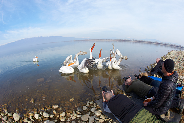 Pelican-blog-29